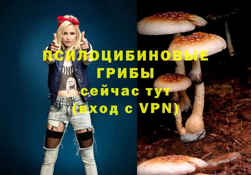 даркнет сайт  Баймак  Галлюциногенные грибы Psilocybe 